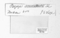 Scutellinia scutellata image